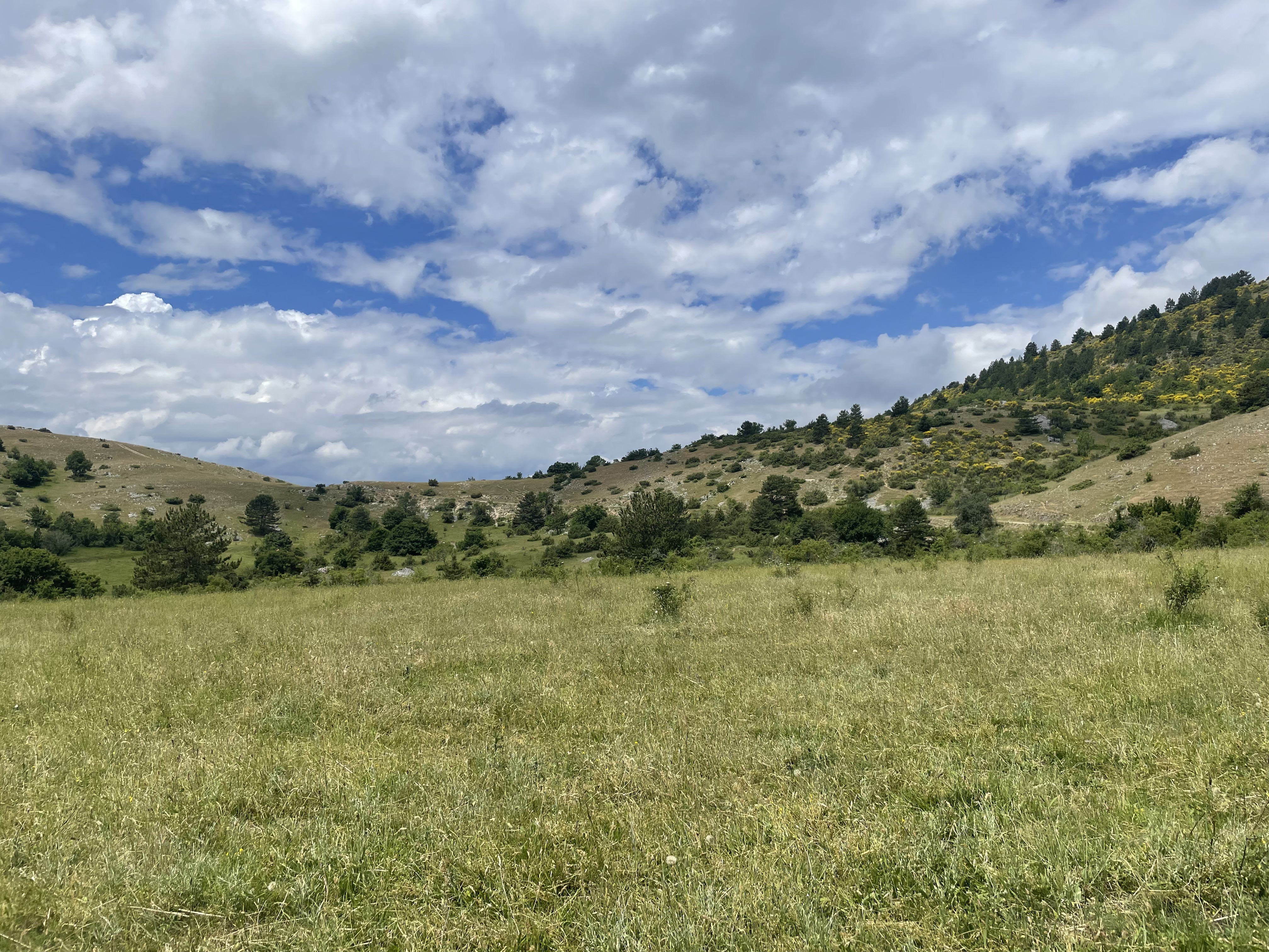 ARI EW