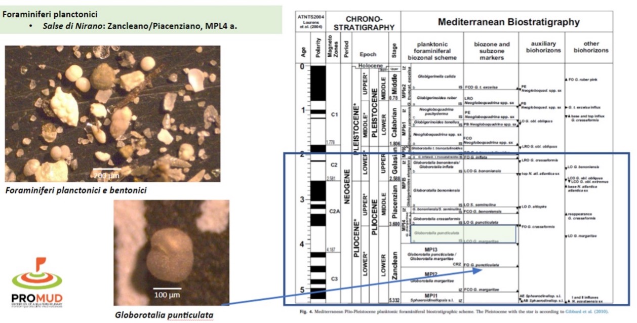 schema biostratigrafo